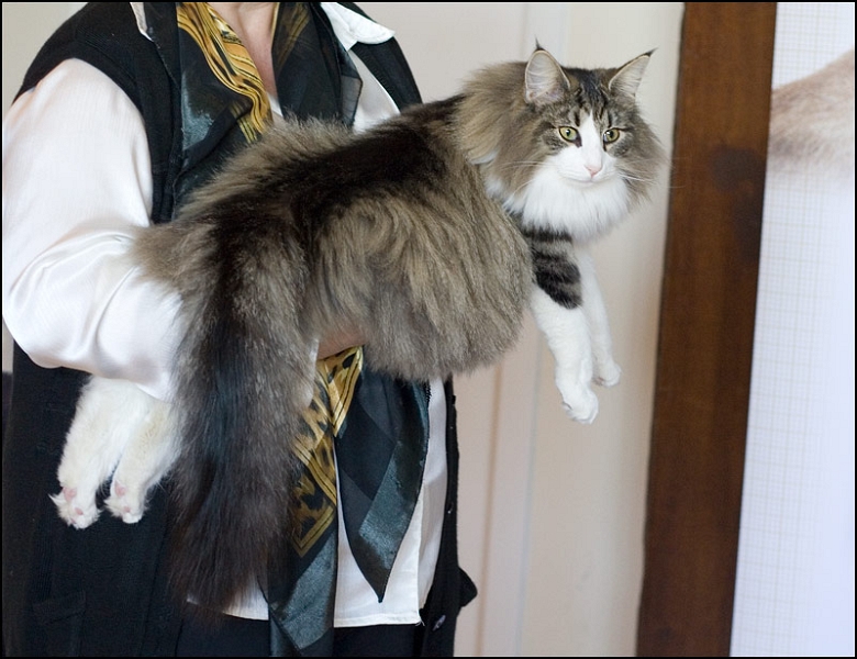 Carlson du Valldall 6.jpg - Carlson du Valldall 